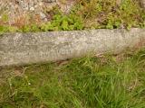 image of grave number 809010